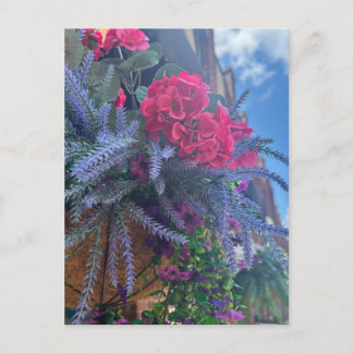 Carte Postale Géraniums rouges et feuillage retombant violet sus