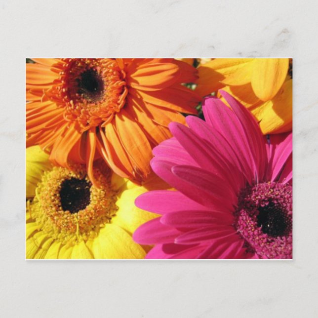 Carte Postale gerber-4 (Devant)