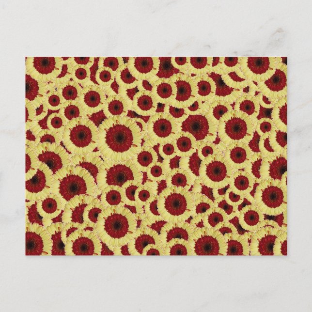 Carte Postale Gerber Daisies (Devant)