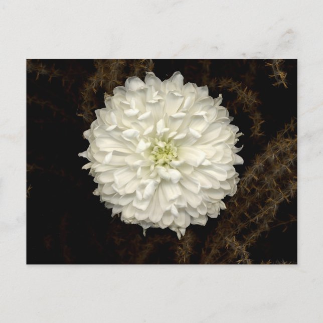 Carte Postale Gerber Daisy (Devant)