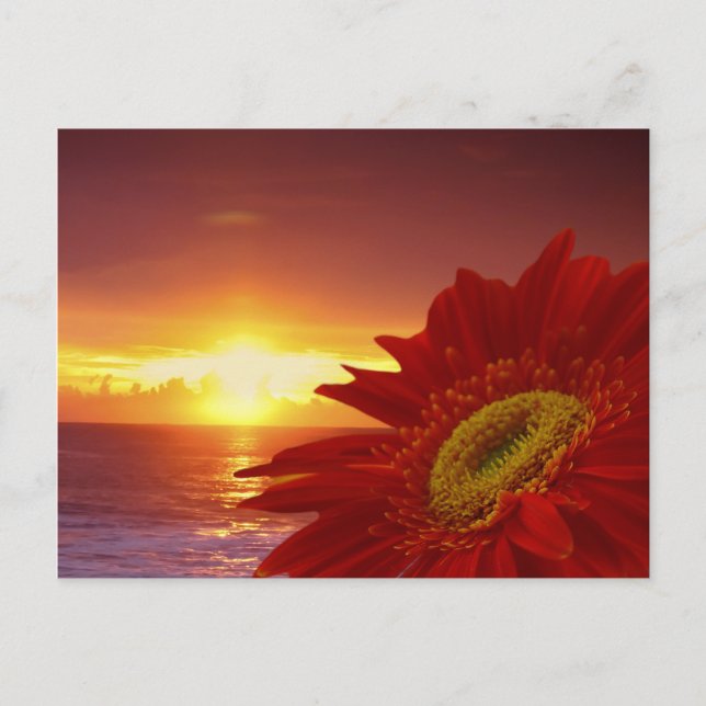 Carte Postale Gerber Daisy et coucher du soleil (Devant)