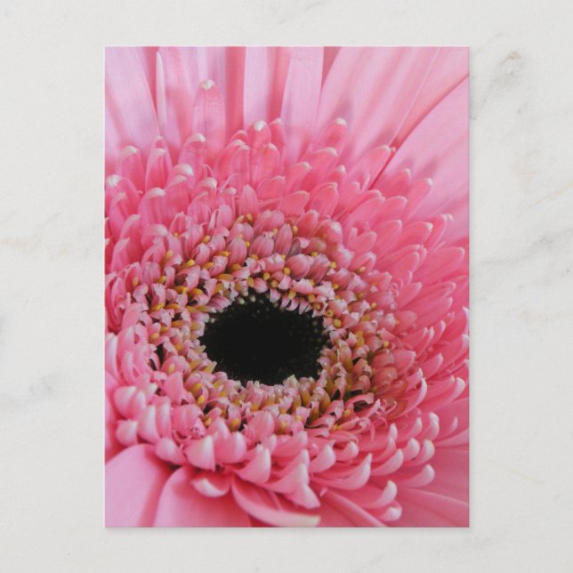 Carte Postale Gerbera Daisy (Devant)