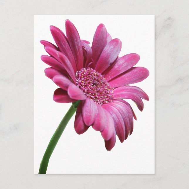 Carte postale Gerbera Daisy (Devant)