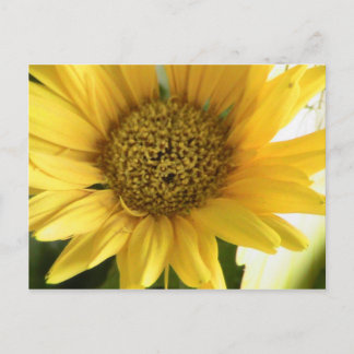 Carte Postale Gerbera Daisy