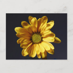 Carte Postale Gerbera Jaune