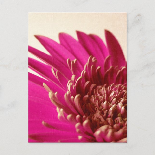 Carte postale Gerbera rose (Devant)