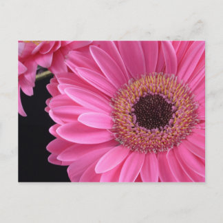 Carte Postale Gerbera rose