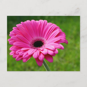 Carte Postale Gerbera Rose Daisy