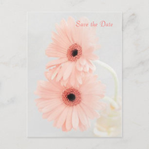 Carte Postale Gerbera rose Enregistrer l'annonce de la date