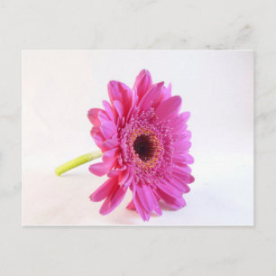 Carte Postale gerbera rose sur fond blanc