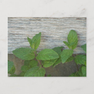 Carte Postale gerbes de menthe fraîches