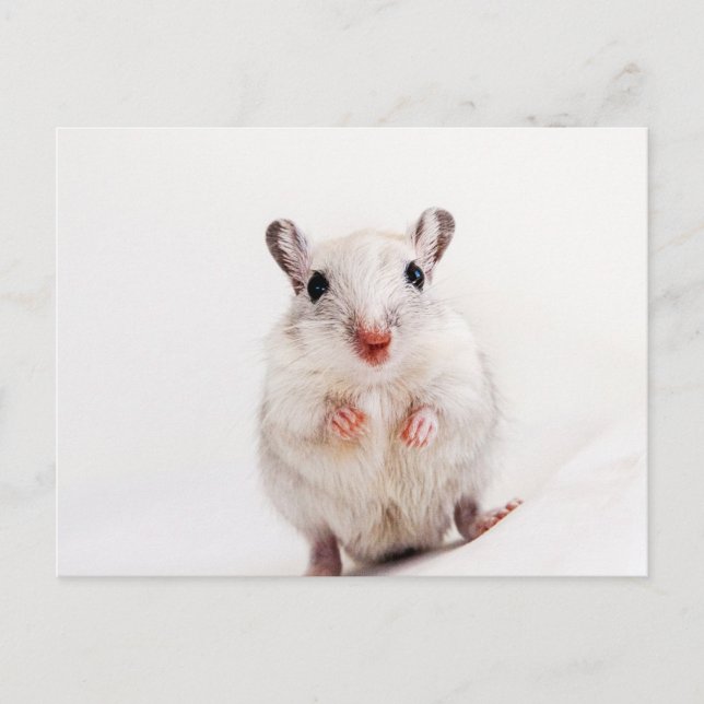 Carte Postale Gerbil Bébé Animal mignon animal animal animal poè (Devant)