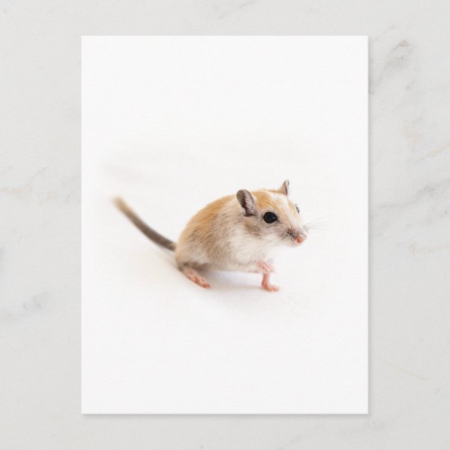 Carte Postale Gerbil Cute Bébé Animal Animaux Animaux Animaux Ge (Devant)
