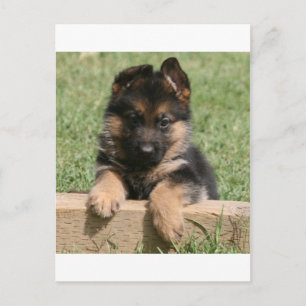 Carte Postale German Shepherd Puppy