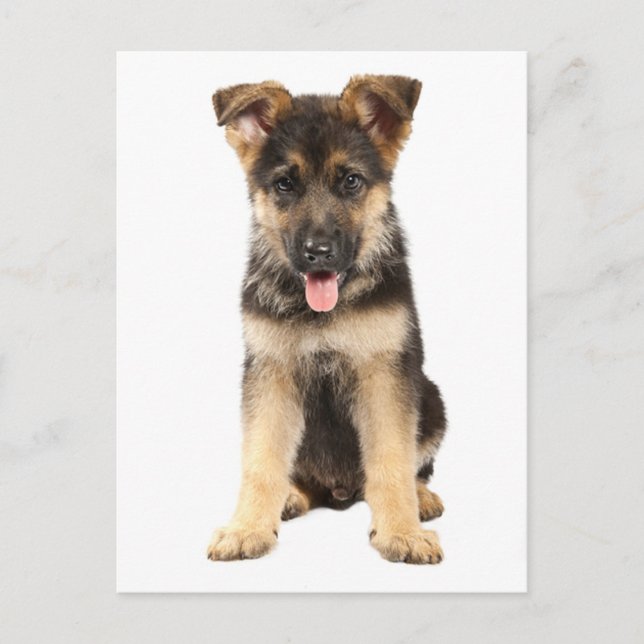 Carte Postale German Shepherd Puppy Dog Blank Post Card (Devant)