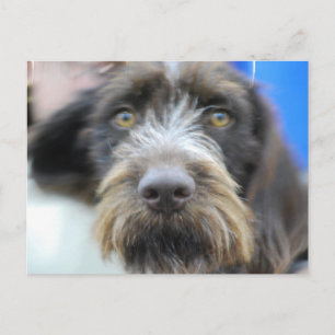 Carte Postale germanique fil Haired Pointer