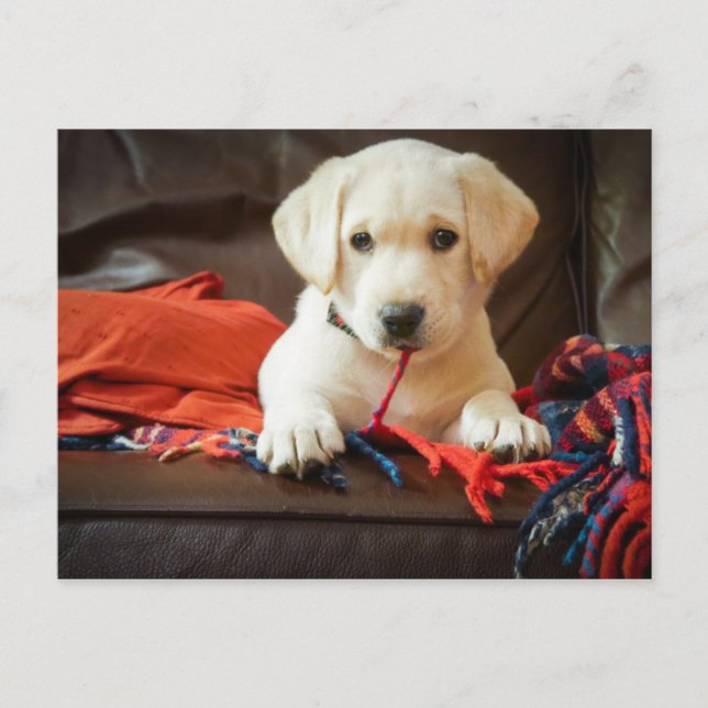 Carte Postale Getty Images | Puppy On A Sofa (Devant)