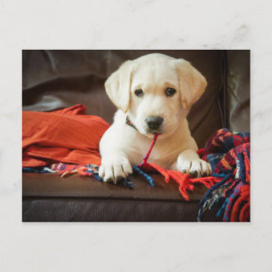 Carte Postale Getty Images   Puppy On A Sofa