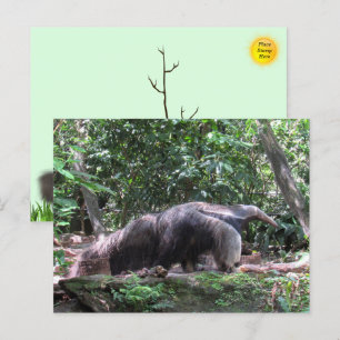 Carte postale Giant Anteater