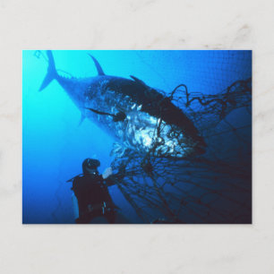 Carte Postale Giant Bluefin Tuna Caught in a net