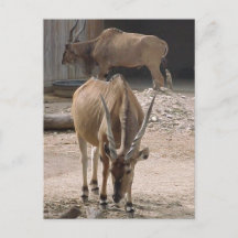 Carte postale "Giant Eland"