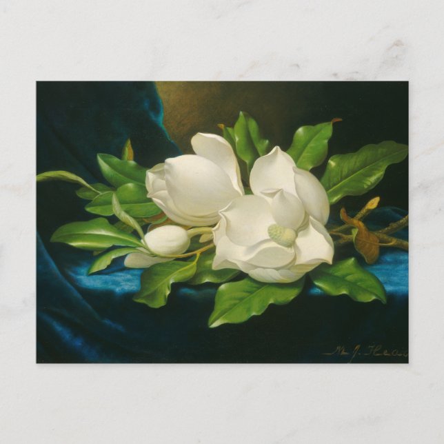 Carte Postale Giant Magnolias sur Blue Velvet Cloth (Devant)