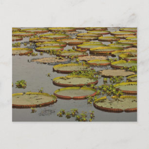 Carte Postale Giant ou Victoria Lilies Victoria amazonica,