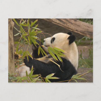 Carte postale Giant Panda