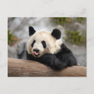 Carte postale Giant Panda