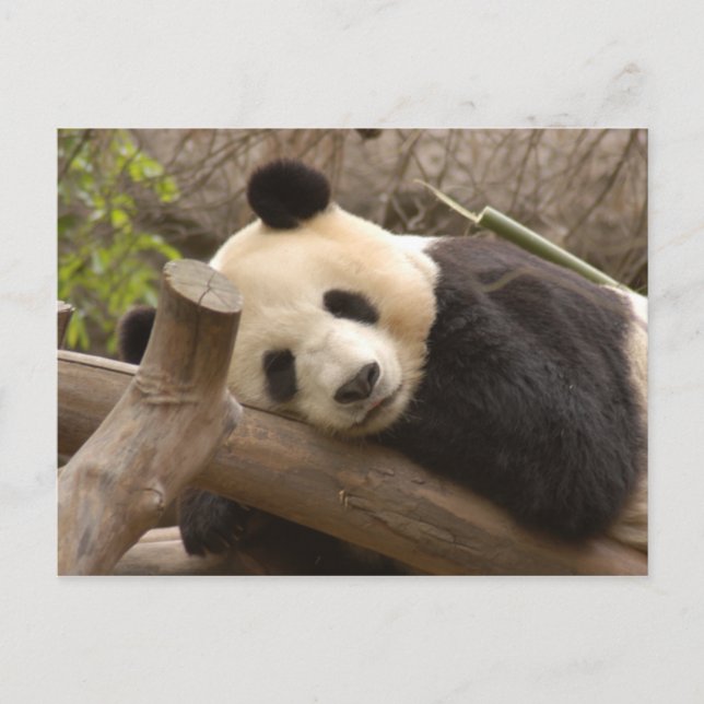 Carte postale Giant Panda (Devant)