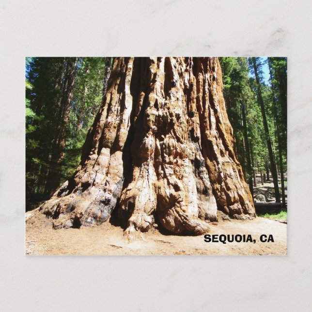 Carte postale Giant Sequoia ! (Devant)