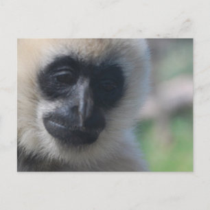 Carte postale Gibbon