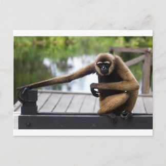 Carte Postale Gibbon