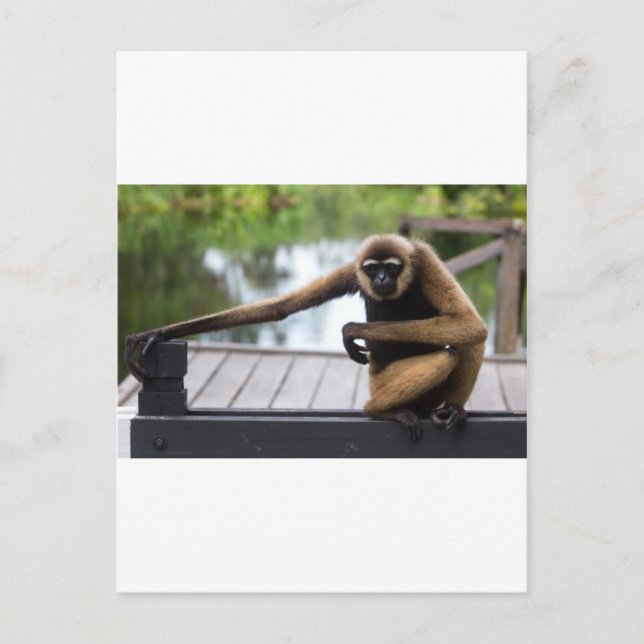 Carte Postale Gibbon (Devant)