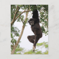 Gibbon Swing from Tree