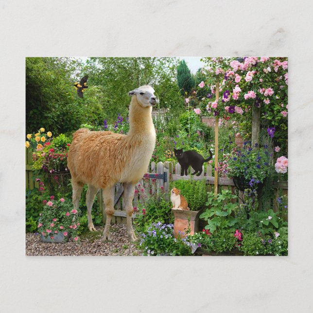 Carte postale "Gigi The Llama" (Devant)