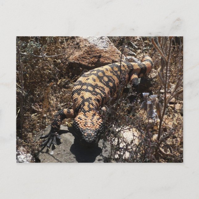 Carte postale Gila (Devant)