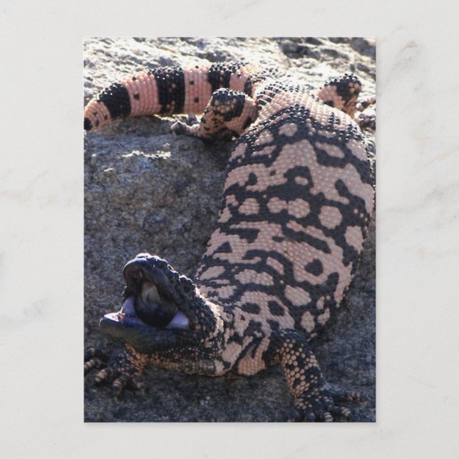 Carte Postale Gila Monster (Devant)