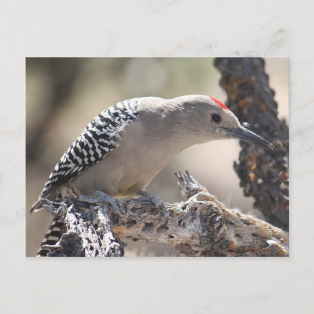 Carte postale Gila Woodpecker (Devant)