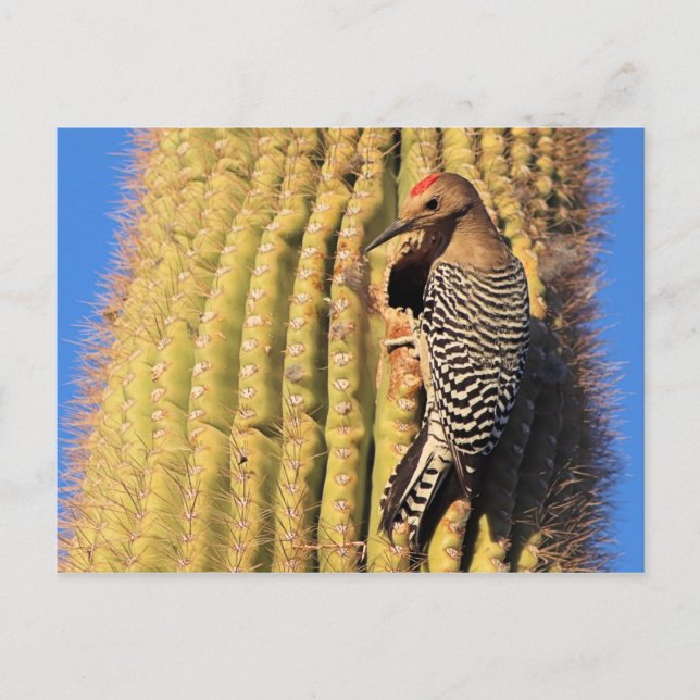 Carte Postale Gila Woodpecker on Saguaro Cactus in Arizona (Devant)