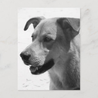 Carte Postale Gilbert