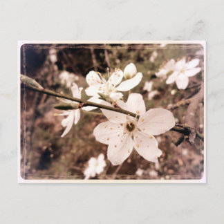 Carte postale "Gilroy, Californie" par mDarkPoet