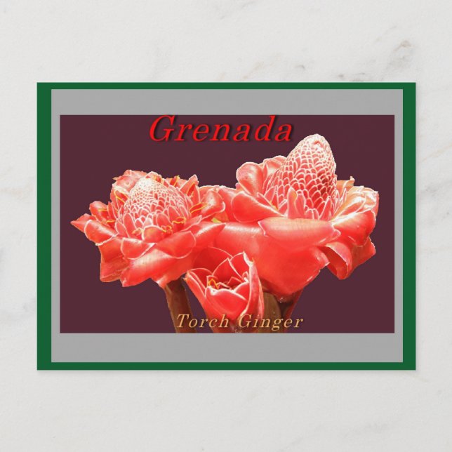 Carte Postale Gingembre à torche (Devant)