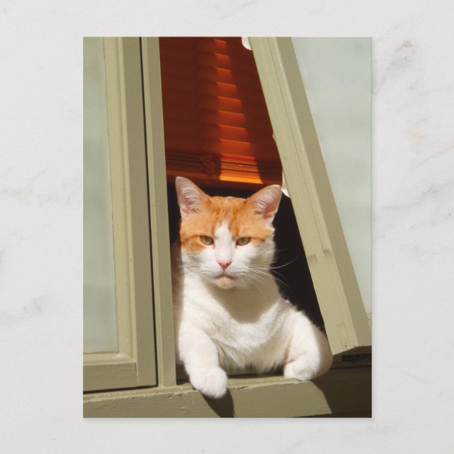Carte Postale Gingembre et chat blanc assis à la fenêtre (Devant)
