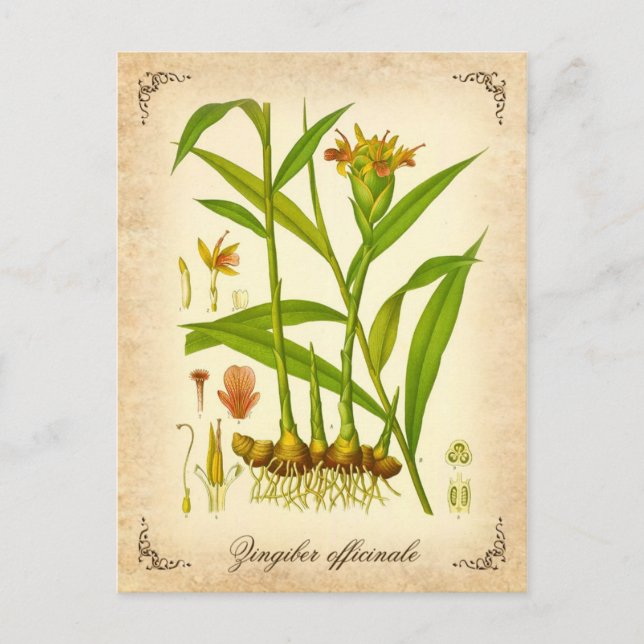Carte Postale Gingembre - illustration vintage (Devant)