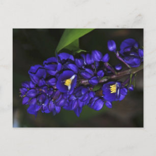 Carte Postale Gingembre pourpre