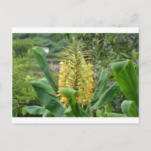 Carte Postale Gingembre sauvage.