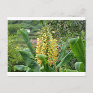 Carte Postale Gingembre sauvage.