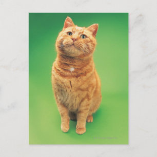 Carte Postale Ginger cat assis, regardant vers le haut