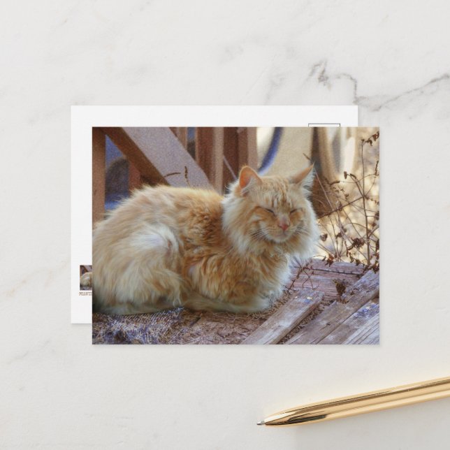 Carte Postale Ginger George (Devant/Arrière en situation)